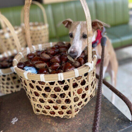 秋に危険な4つの植物 散歩時に愛犬がケガをすることも？  いぬのきもち