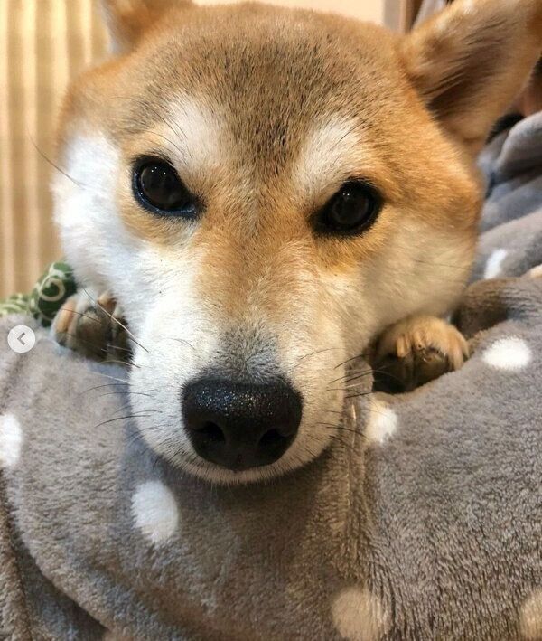 抱っこされるラテくん