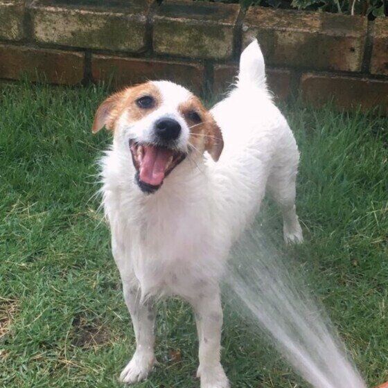 ジャック・ラッセル・テリアのキナコちゃん