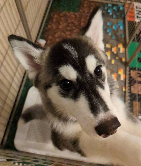 お迎えしたばかりのころのリュックちゃん