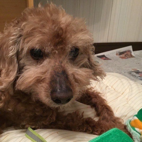 ワンコと飼い主さんのエピソード