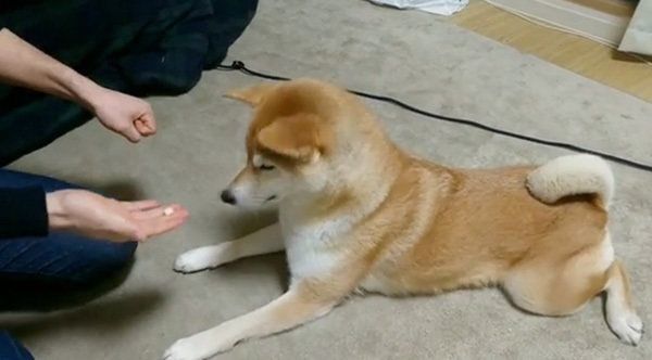 チーズが欲しい柴犬