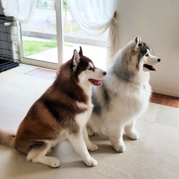 オスワリをするグーテくんとバンデくん