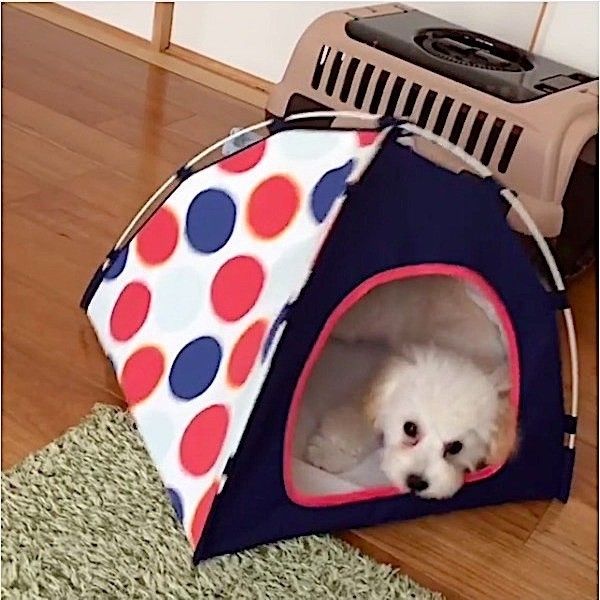 トイ・プードル