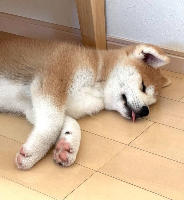 舌をペロッと出して眠るきなこちゃん