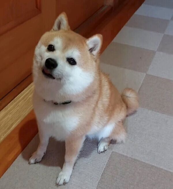 「早く中に入れて〜」とアピールする豆助くん