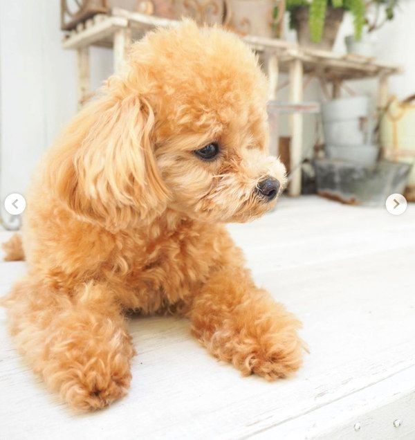 気分が乗らないトイ・プードル