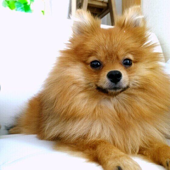 ポメラニアンのクウちゃん