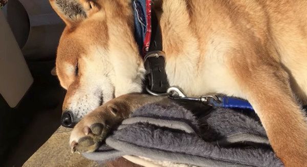 サングラスをかける柴犬