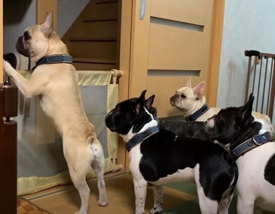 犬　フレンチブルドッグ