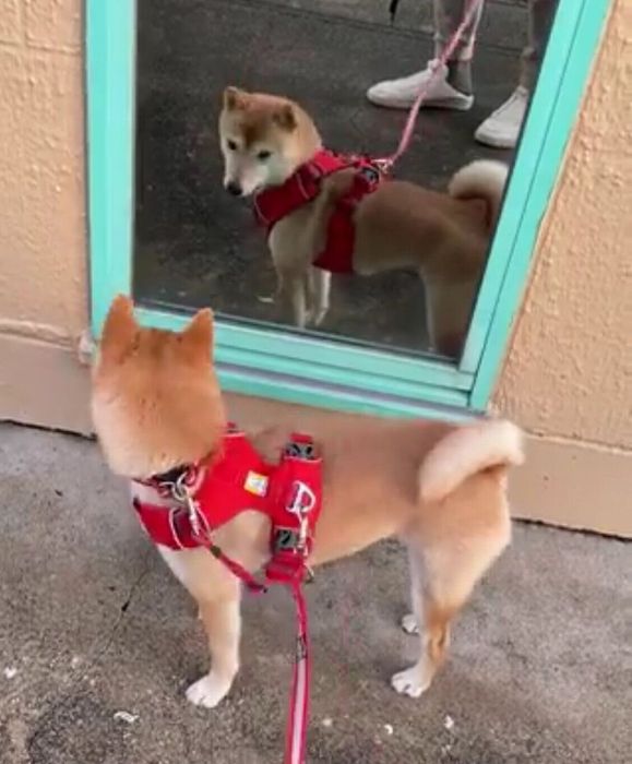 二度見するはなこちゃん