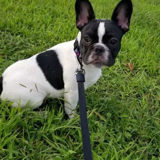 お散歩するフレンチ・ブルドッグ