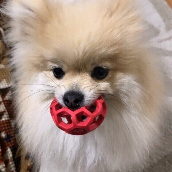 ポメラニアンのレオンちゃんとゴムボール