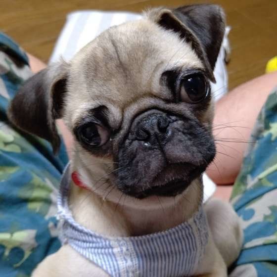 くりくりお目目のおまめくん