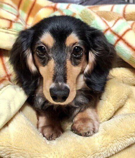 ちょこんと見える前足がかわいいくれあちゃん