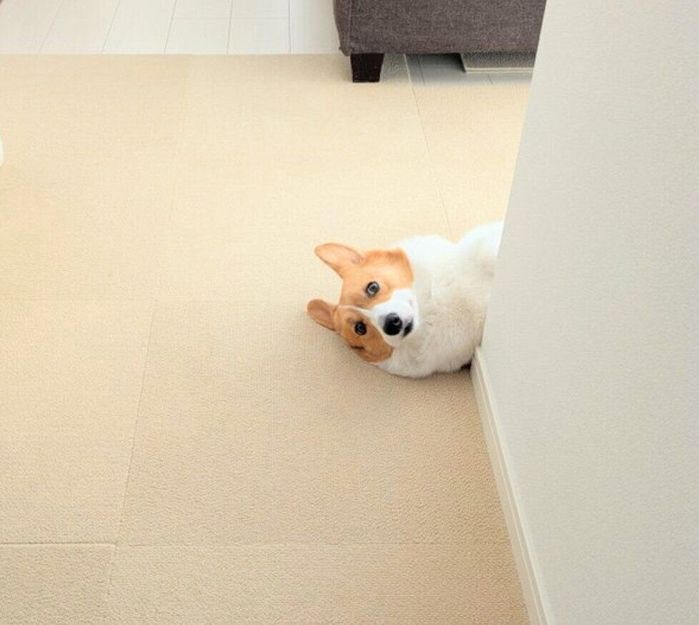 ひょこっと顔だけ出すこまちちゃん