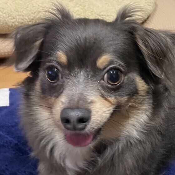 まんまる目の犬 いぬのきもち