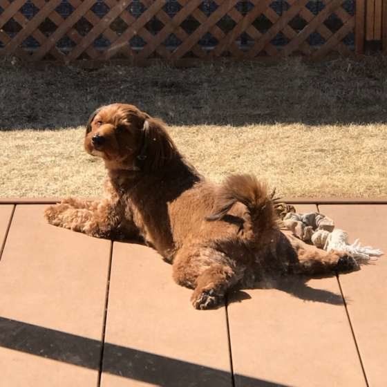 日向ぼっこ、気持ち良さそう