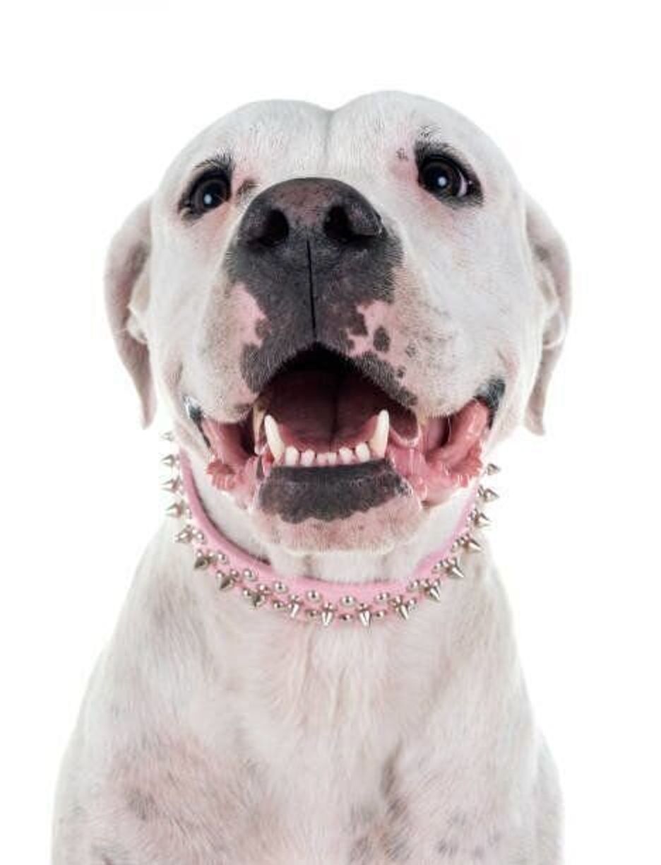 ドゴ アルヘンティーノの特徴 性格 最新価格と飼い方 いぬのきもち 犬図鑑 いぬのきもちweb Magazine ドゴ アルヘンティーノの特徴 性格 最新価格と飼い方 いぬのきもち 犬図鑑 いぬのきもちweb Magazine