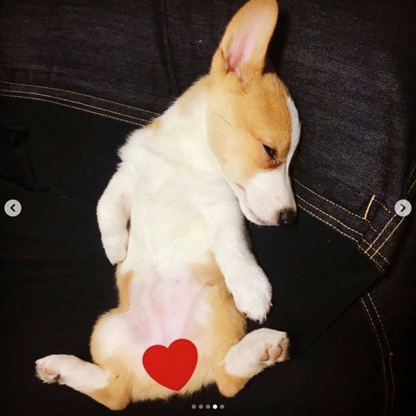 ソファで眠るコーギー