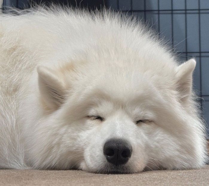 スヤスヤ眠るエルちゃん