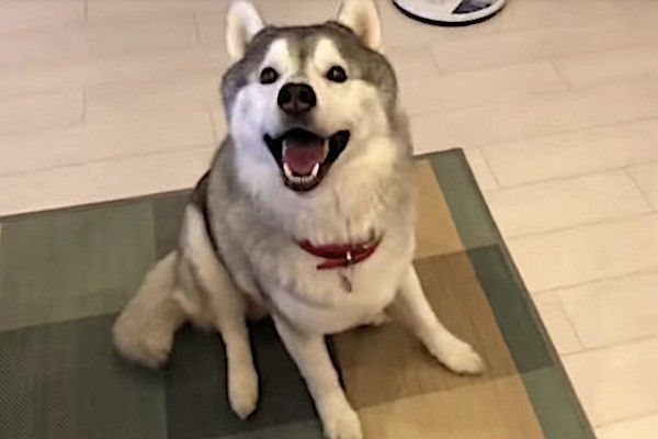 シベリアン・ハスキー