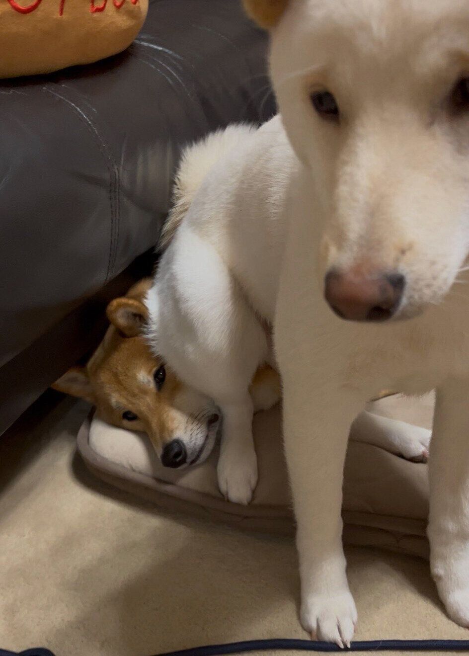 ぽん太くんの顔の上に座るうに太くん