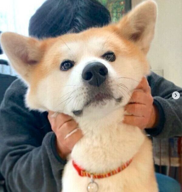 首元をモフモフされるジロウちゃん