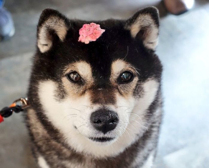 見つめるテツナちゃん
