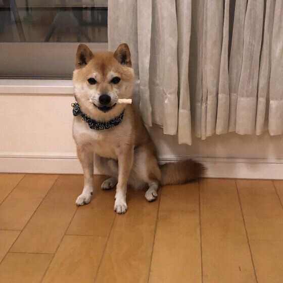 歯磨きガムをくわえている柴犬