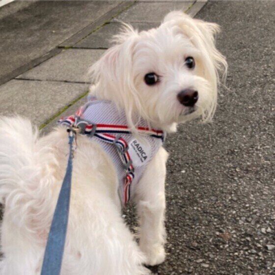 お散歩中のクレムちゃん