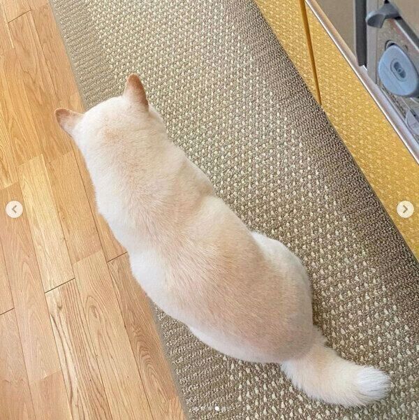 後ろ姿が可愛いきなこちゃん