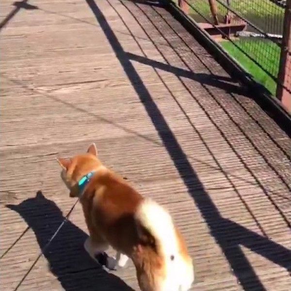 揺れる橋が怖いワンコ