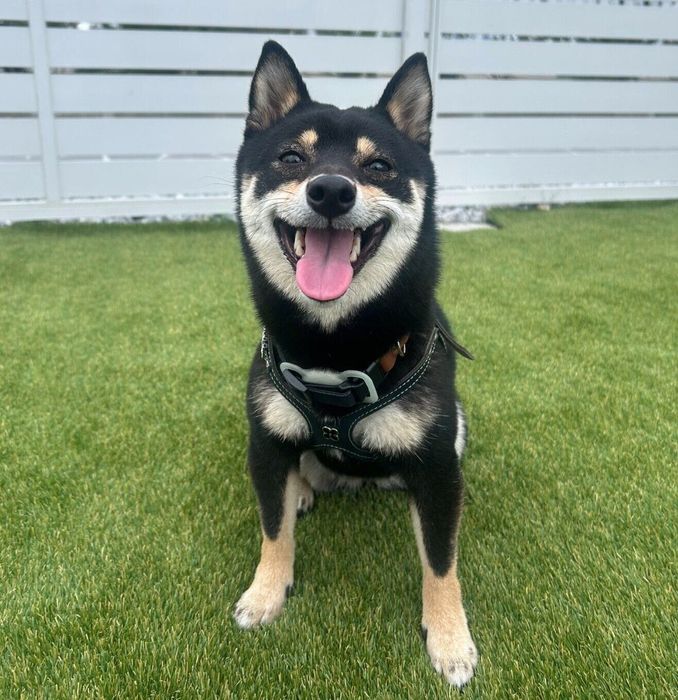 満足げな様子を見せるごまちゃん