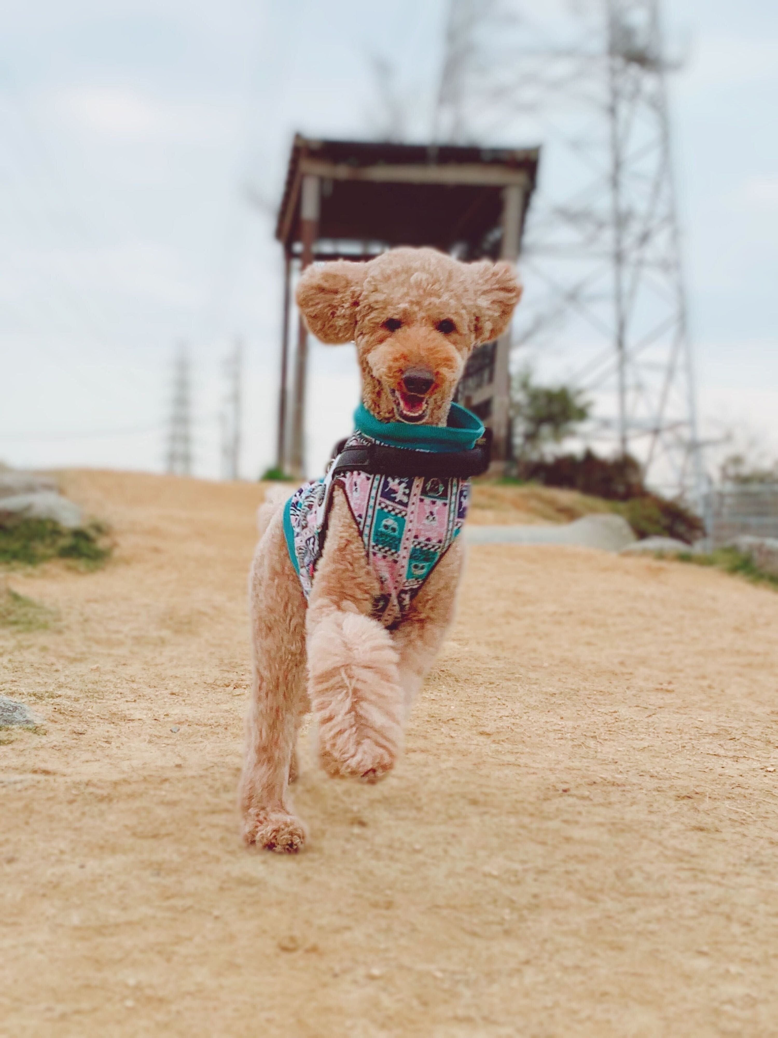 スタンダード・プードルのたー坊くん