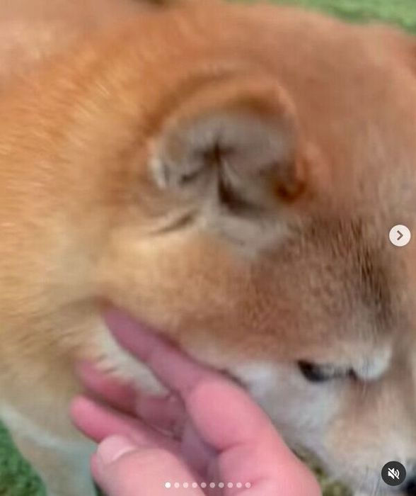 ナデナデを要求するソラくん