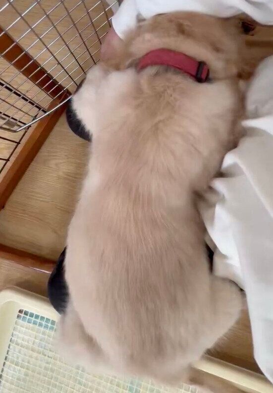 膝の上で甘える生後3カ月ごろのだいちくん
