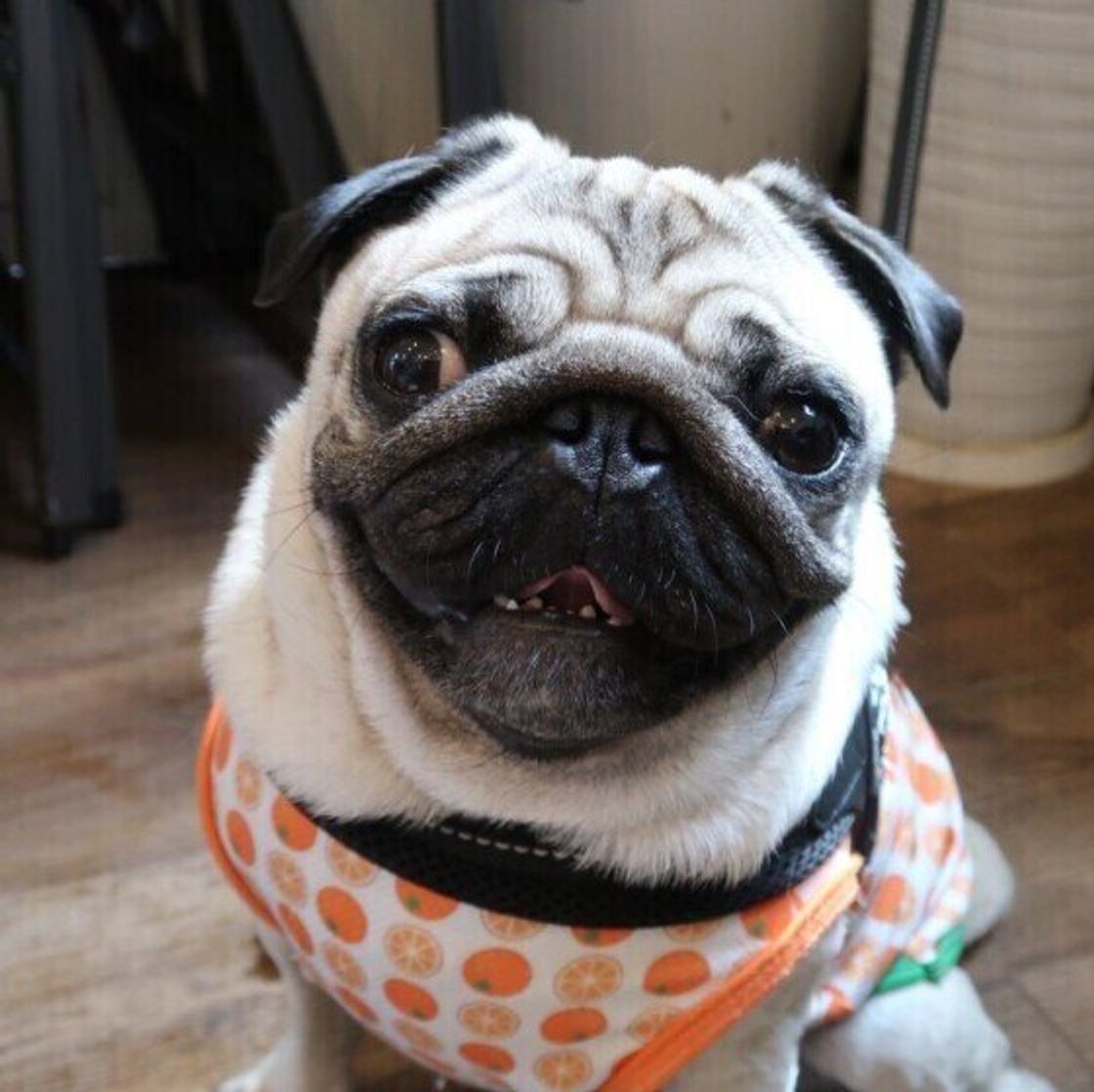 犬が顔をかく理由はかゆいからだけじゃない 獣医師に聞きました いぬのきもちweb Magazine 犬が顔をかく理由はかゆいからだけじゃない 獣医師に聞きました いぬのきもちweb Magazine