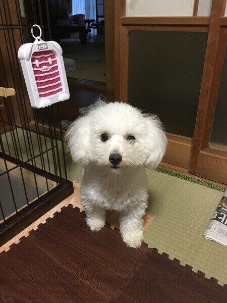 ボロニーズの特徴 性格 最新価格と飼い方 いぬのきもち 犬図鑑 いぬのきもちweb Magazine