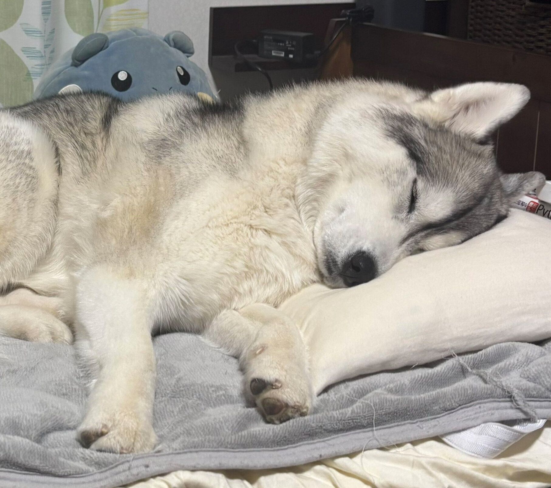 飼い主さんのベッドで熟睡するムギちゃん