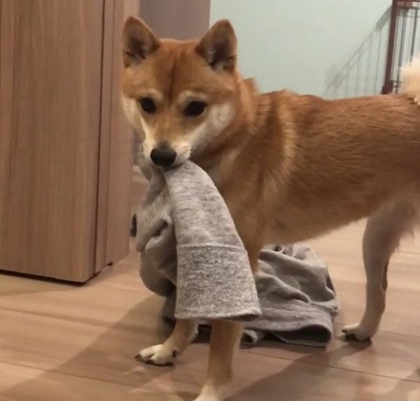 豆柴のにこちゃん