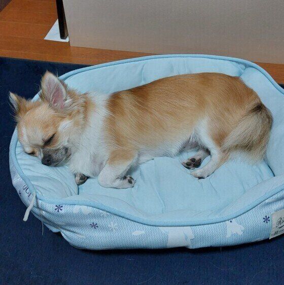 眠るチワワ