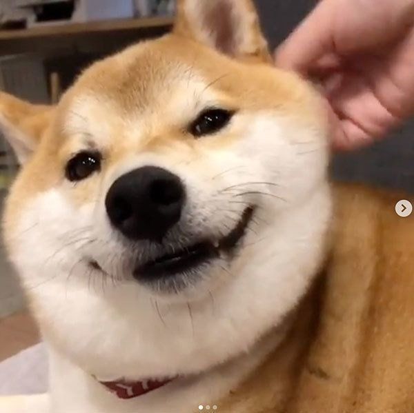 流し目をする柴犬