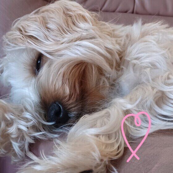 小型犬のアルバくん