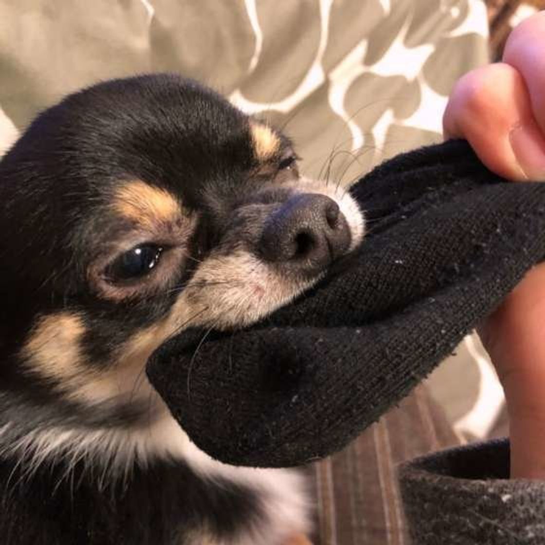 Snsで話題の 靴下大好き犬 大集合 犬が靴下に執着する理由は いぬのきもちweb Magazine Snsで話題の 靴下大好き犬 大集合 犬が靴下に執着する理由は いぬのきもちweb Magazine