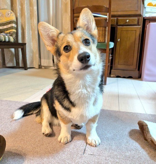 飼い主さんを見つめるラピスちゃん