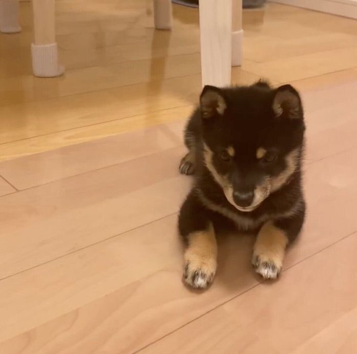 フセをするごまちゃん