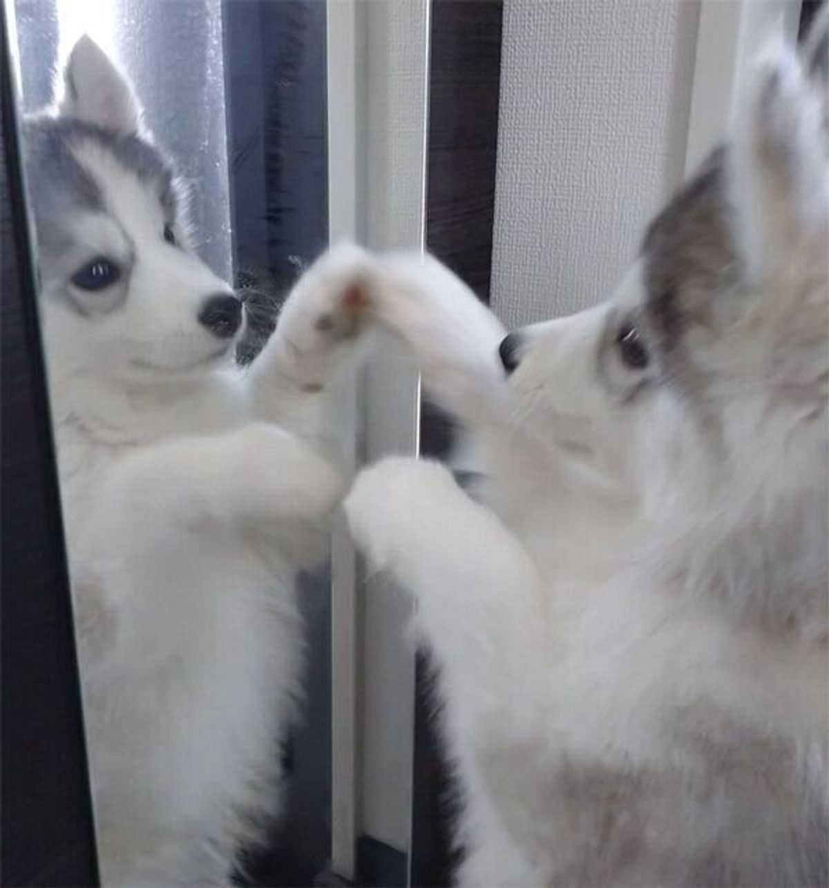 膝の上に乗るハスキーの子犬 1カ月後に同じポーズをしてみたら 成長ぶりに驚き いぬのきもちweb Magazine 膝の上に乗るハスキーの子犬 1カ月後に同じポーズをしてみたら 成長ぶりに驚き いぬのきもちweb Magazine