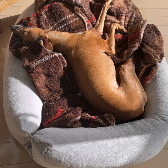 ひなたぼっこするまっくすちゃん