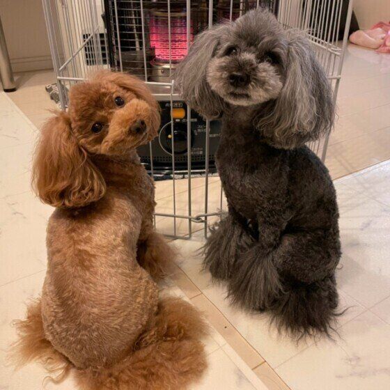 座るももこちゃんたち（トイ・プードル）